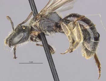 Media type: image;   Entomology 27462 Aspect: habitus lateral view